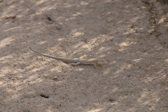 Acanthodactylus schmidti