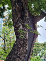 Thyropygus allevatus