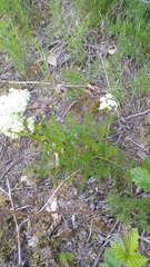 Meum athamanticum