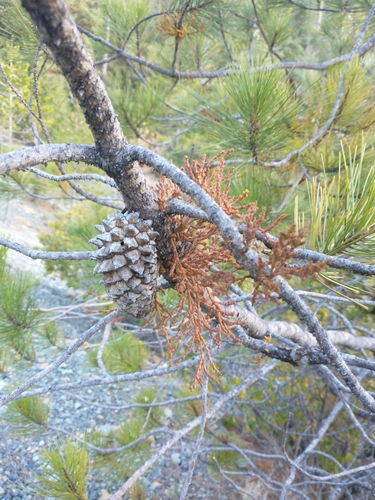 Knobcone pine dwarf mistletoe (Arceuthobium siskiyouense)