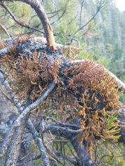 Arceuthobium siskiyouense