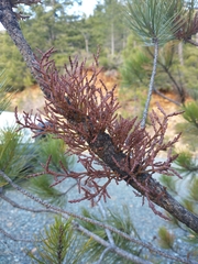 Arceuthobium siskiyouense