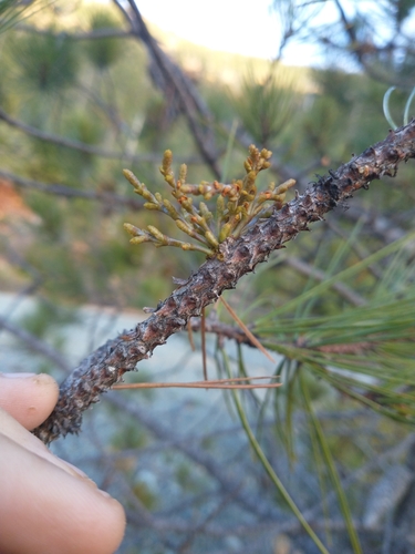 Image of Arceuthobium siskiyouense by no rights reserved