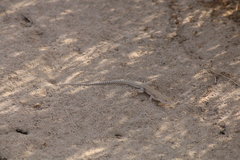 Acanthodactylus schmidti