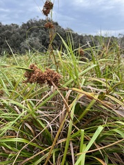 Cladium procerum