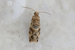 Lobesia transtrifera