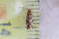 Lobesia transtrifera