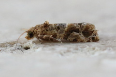 Lobesia transtrifera