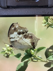 Protogoniomorpha anacardii