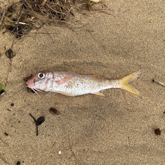 Mulloidichthys vanicolensis