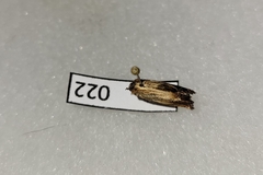 Eucosma umbrastriana