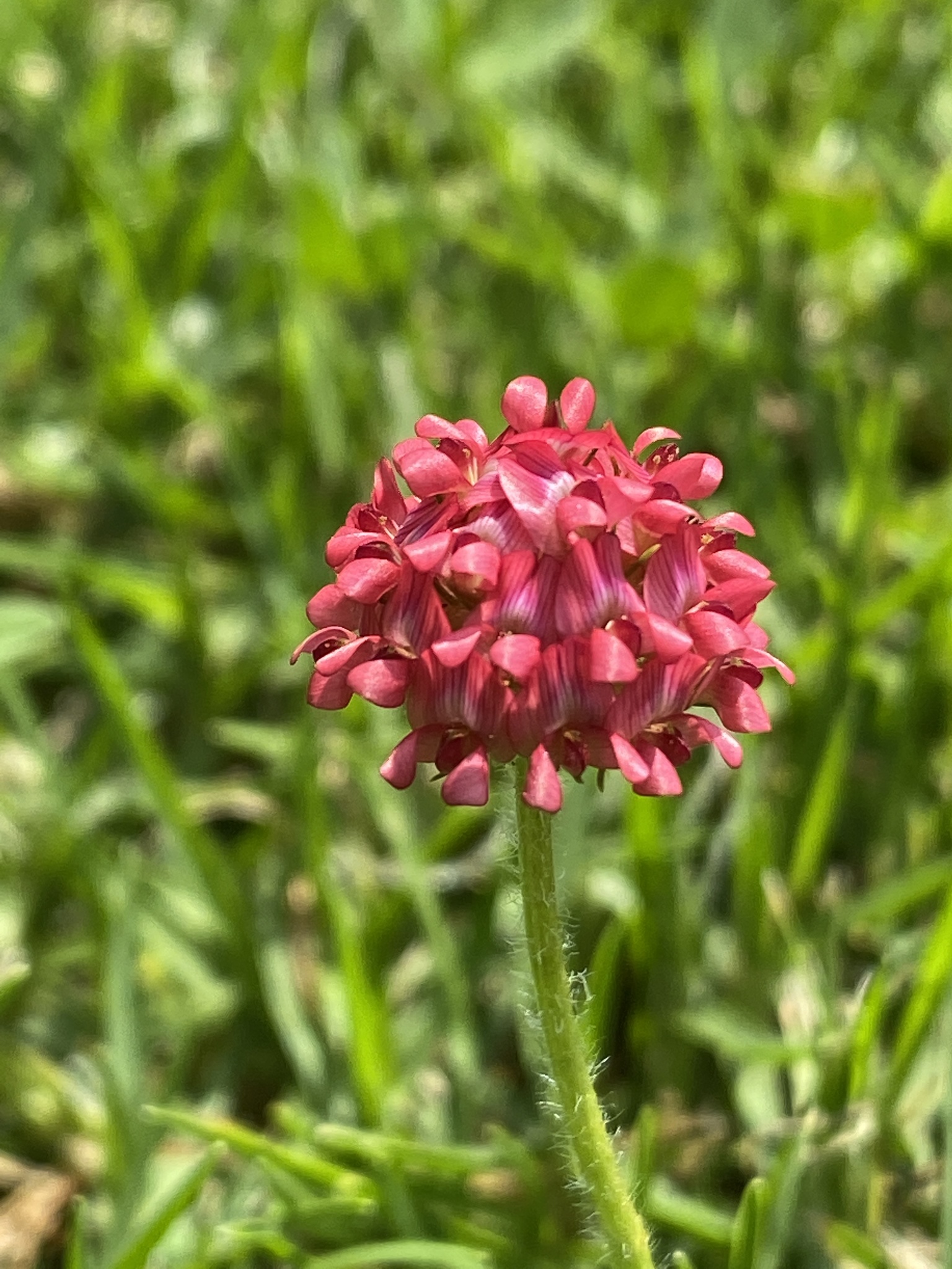 Trifolium africanum