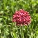 Trifolium africanum - Photo (c) linalasse, μερικά δικαιώματα διατηρούνται (CC BY-NC)