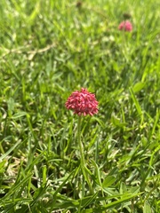 Trifolium africanum africanum