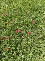 Trifolium africanum africanum