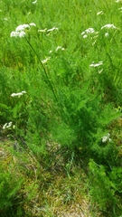 Meum athamanticum