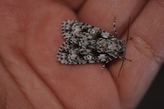 Acronicta marmorata