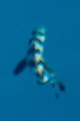 Naucrates ductor