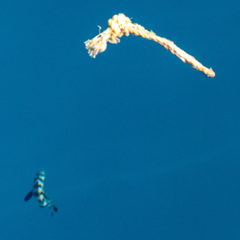 Naucrates ductor
