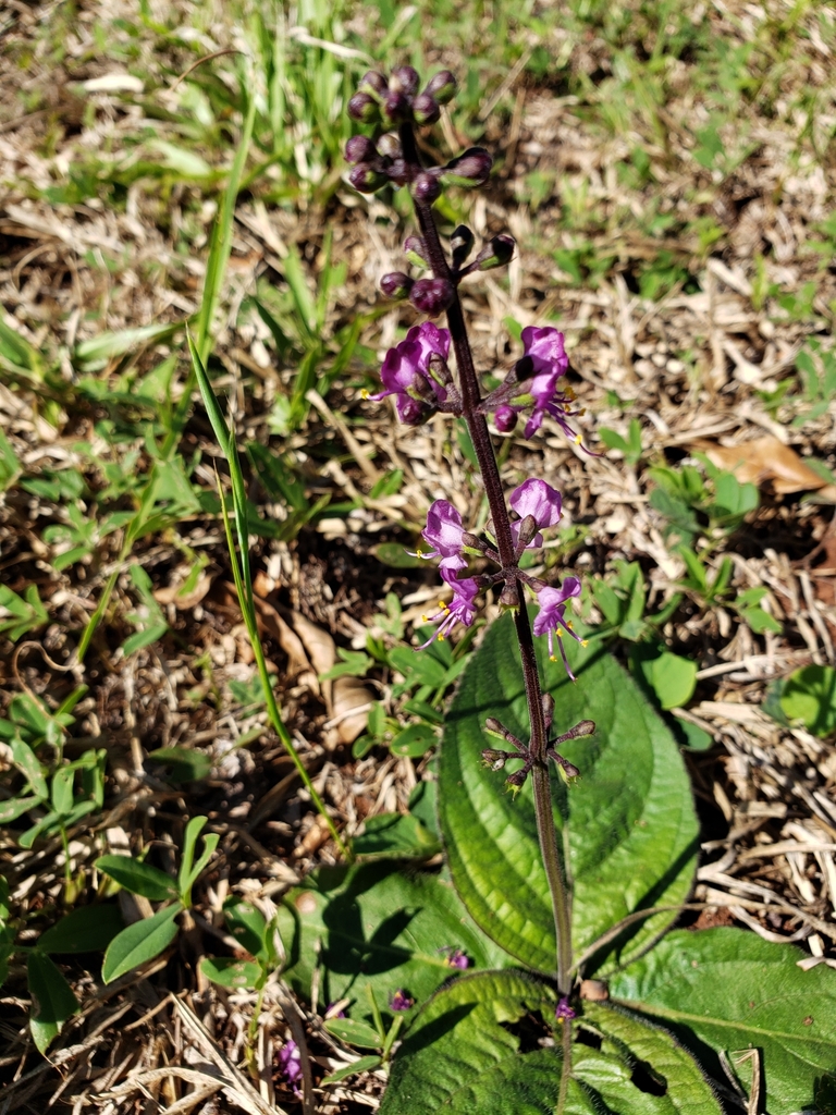 Ocimum nudicaule