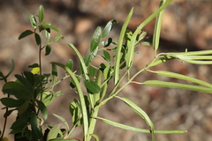 Leichhardtia viridiflora