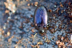 Platydema violacea