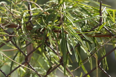 Leichhardtia viridiflora