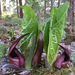Eastern Skunk Cabbage - Photo (c) Clare Dellwo Cole, some rights reserved (CC BY-NC), uploaded by Clare Dellwo Cole