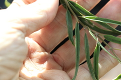 Leichhardtia viridiflora