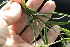 Leichhardtia viridiflora