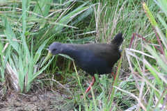 Pardirallus nigricans