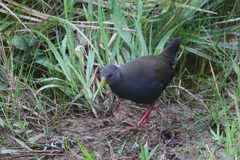 Pardirallus nigricans