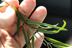 Leichhardtia viridiflora