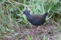 Pardirallus nigricans