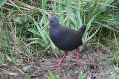 Pardirallus nigricans