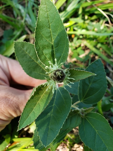 Croton apostolon