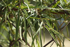 Leichhardtia viridiflora