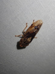 Stenocotis depressa