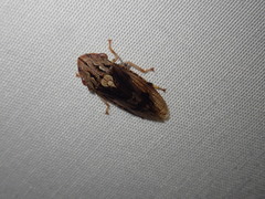 Stenocotis depressa