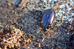 Platydema violacea