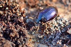 Platydema violacea