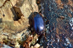 Platydema violacea