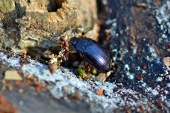 Platydema violacea