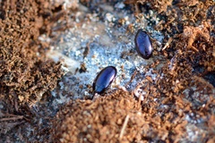 Platydema violacea