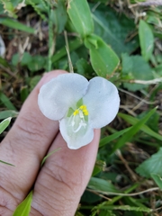 Commelina platyphylla