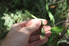Leichhardtia viridiflora