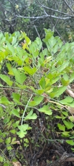 Notobubon galbanum