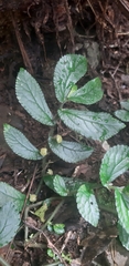 Elatostema reticulatum