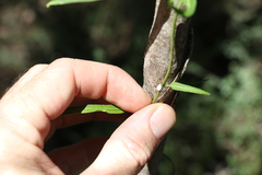Leichhardtia viridiflora