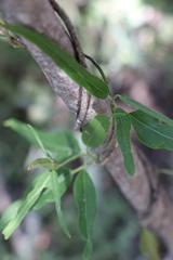 Leichhardtia viridiflora